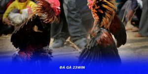 Đá Gà 23WIN – Hệ Thống Theo Dõi Trận Đấu Mượt Mà Và Ổn Định