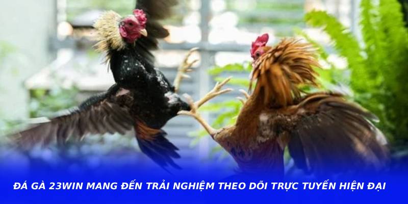 Đá Gà 23WIN Mang Đến Trải Nghiệm Theo Dõi Trực Tuyến Hiện Đại