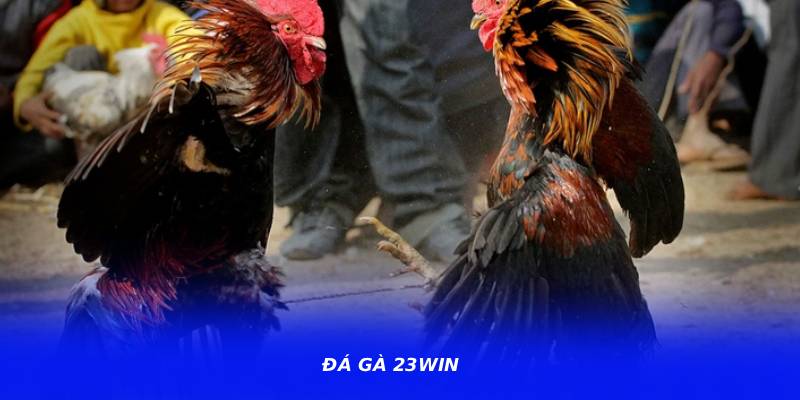 Đá Gà 23WIN – Hệ Thống Theo Dõi Trận Đấu Mượt Mà Và Ổn Định